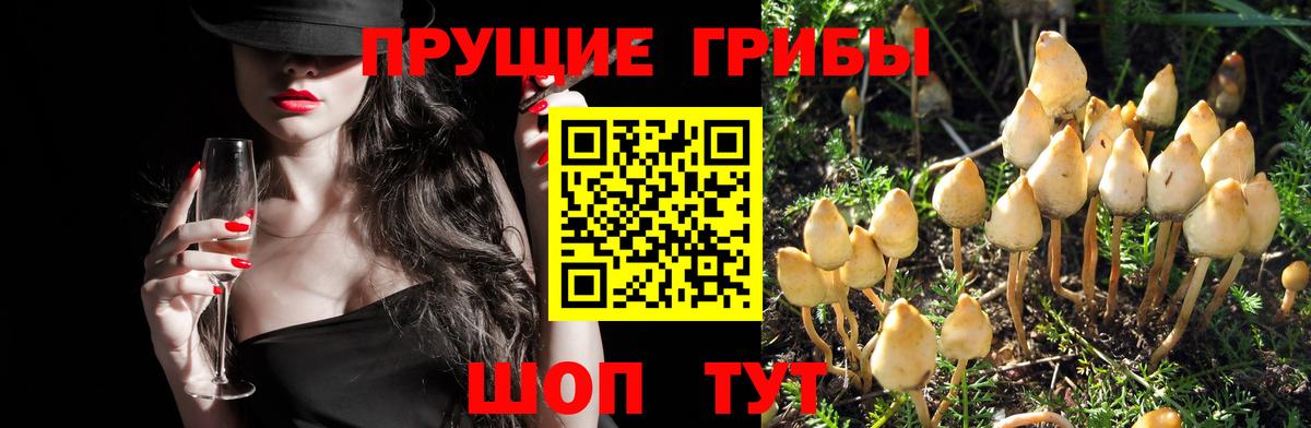 Галлюциногенные грибы Psilocybine cubensis Тула